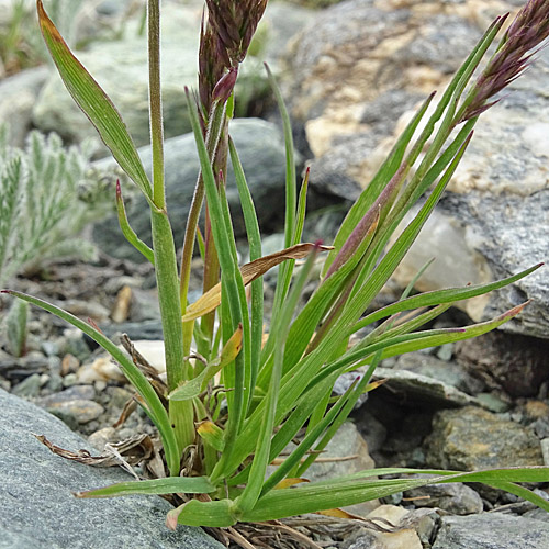 Ähriger Goldhafer / Trisetum spicatum