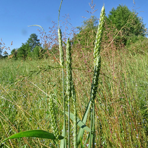 Saat-Weizen / Triticum aestivum