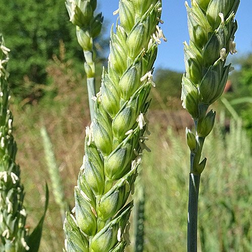 Saat-Weizen / Triticum aestivum