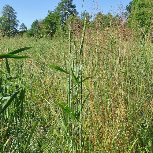 Saat-Weizen / Triticum aestivum