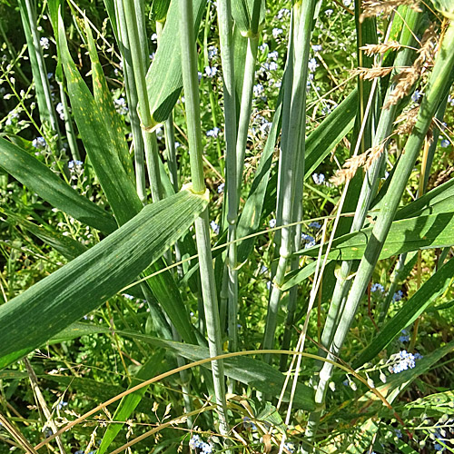 Saat-Weizen / Triticum aestivum