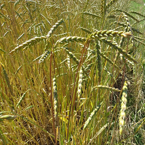 Dinkel-Weizen / Triticum spelta