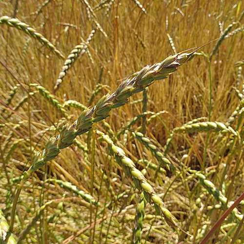 Dinkel-Weizen / Triticum spelta