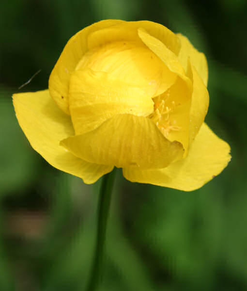 Trollblume / Trollius europaeus