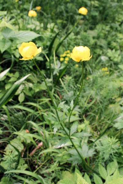 Trollblume / Trollius europaeus