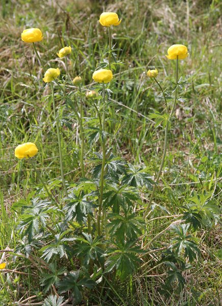 Trollblume / Trollius europaeus