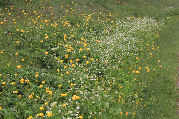 Trollblume / Trollius europaeus