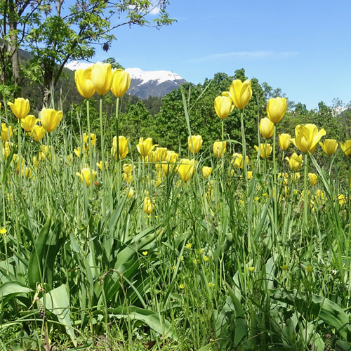 Grengjer Tulpe / Tulipa grengiolensis