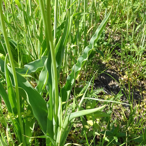 Grengjer Tulpe / Tulipa grengiolensis