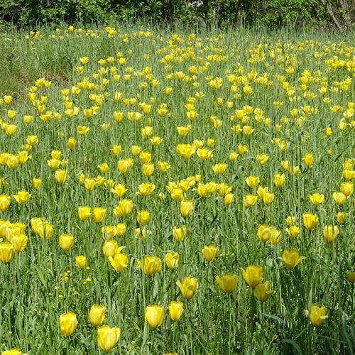 Grengjer Tulpe / Tulipa grengiolensis