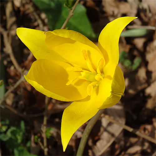 Gewöhnliche Weinberg-Tulpe / Tulipa sylvestris