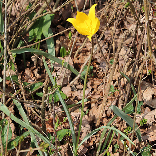Gewöhnliche Weinberg-Tulpe / Tulipa sylvestris
