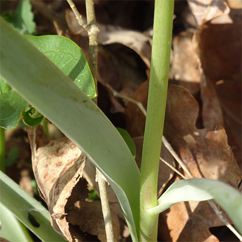 Gewöhnliche Weinberg-Tulpe / Tulipa sylvestris