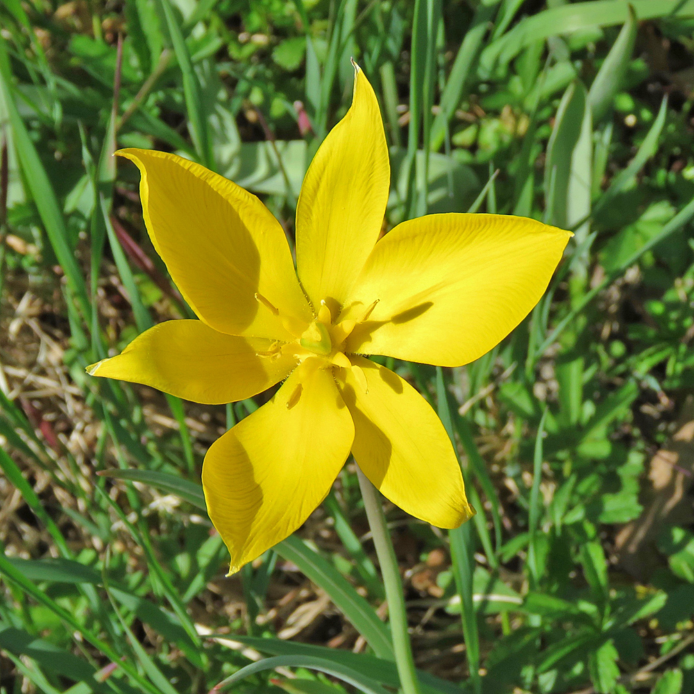 Gewöhnliche Weinberg-Tulpe / Tulipa sylvestris (Foto: ©Christian Kaderli) Gewöhnliche Weinberg-Tulpe / Tulipa sylvestris