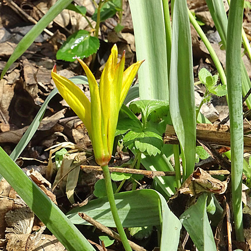 Südliche Weinberg-Tulpe / Tulipa sylvestris subsp. australis