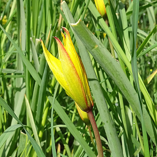 Südliche Weinberg-Tulpe / Tulipa sylvestris subsp. australis