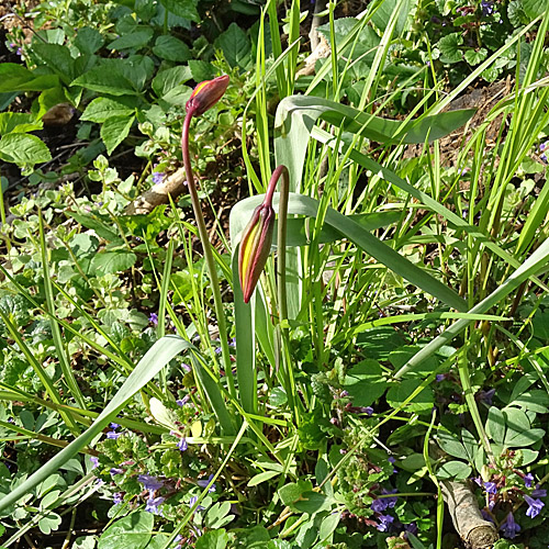 Südliche Weinberg-Tulpe / Tulipa sylvestris subsp. australis