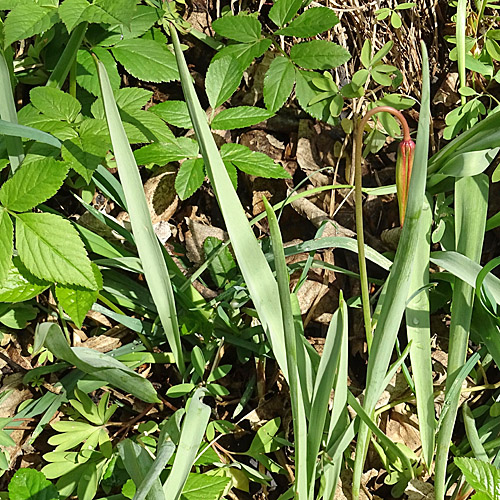 Südliche Weinberg-Tulpe / Tulipa sylvestris subsp. australis