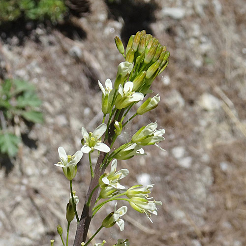 Turmkraut / Turritis glabra