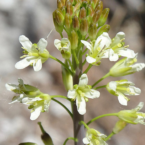 Turmkraut / Turritis glabra