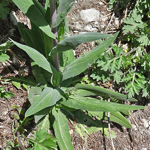 Turmkraut / Turritis glabra