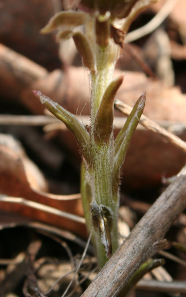 Huflattich / Tussilago farfara