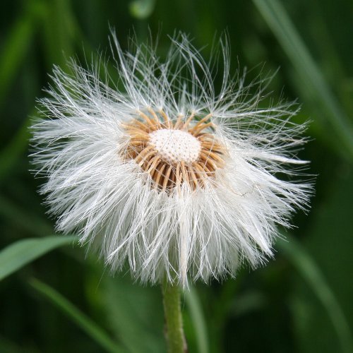 Huflattich / Tussilago farfara