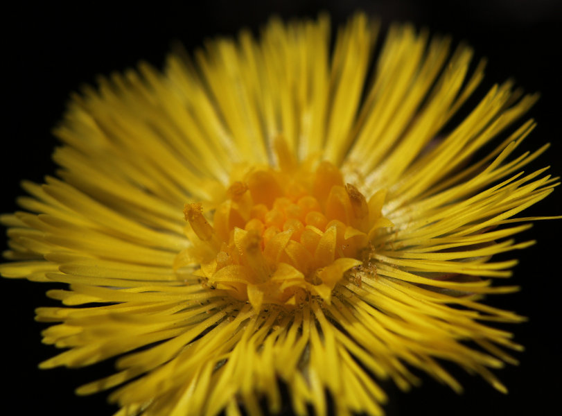 Huflattich / Tussilago farfara