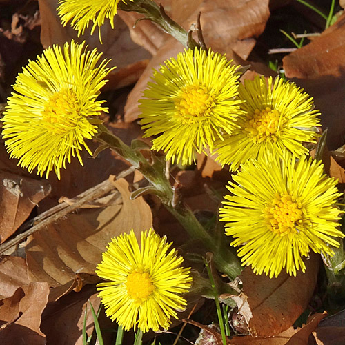 Huflattich / Tussilago farfara