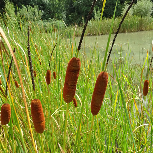 Schmalblättriger Rohrkolben / Typha angustifolia