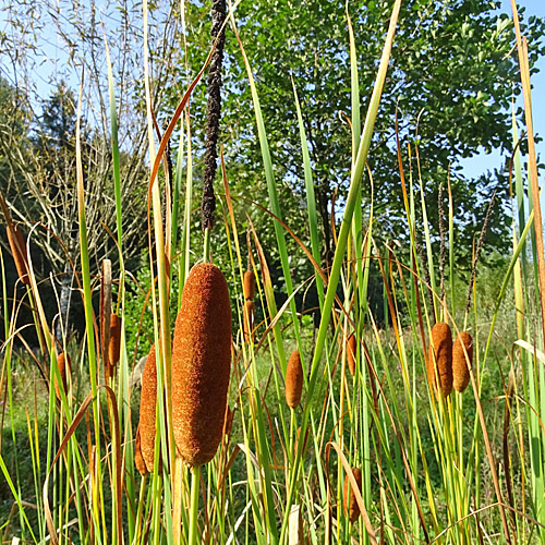 Schmalblättriger Rohrkolben / Typha angustifolia