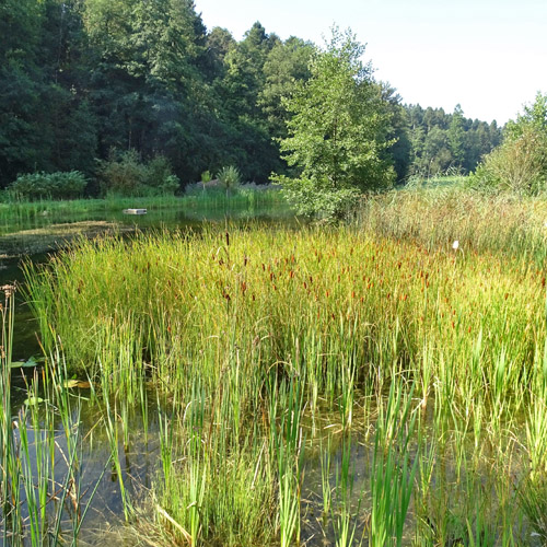 Schmalblättriger Rohrkolben / Typha angustifolia