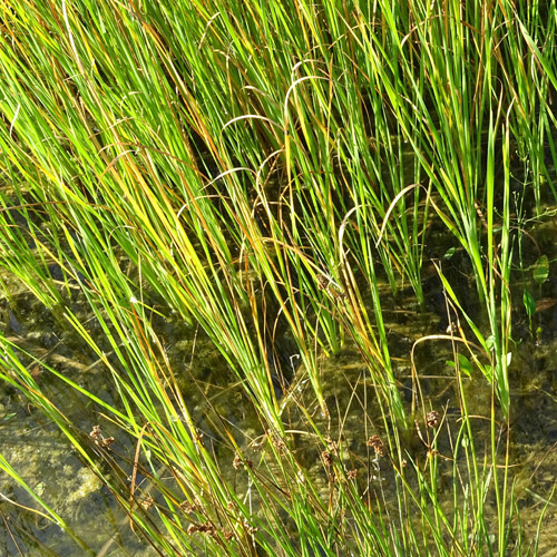 Schmalblättriger Rohrkolben / Typha angustifolia