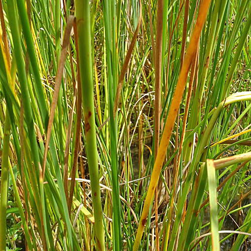 Schmalblättriger Rohrkolben / Typha angustifolia