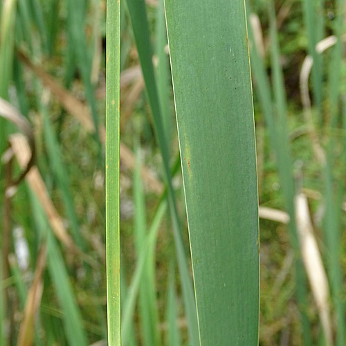 Schmalblättriger Rohrkolben / Typha angustifolia