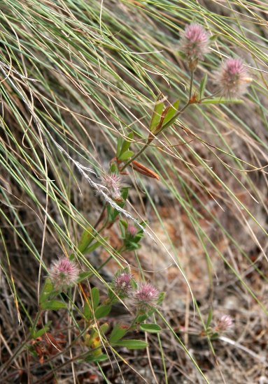 Hasen-Klee / Trifolium arvense