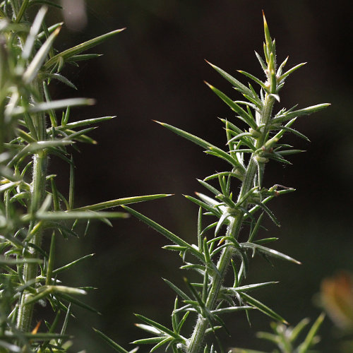 Stechginster / Ulex europaeus