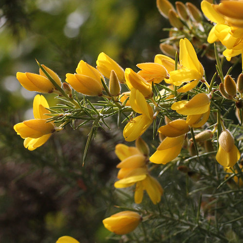 Stechginster / Ulex europaeus