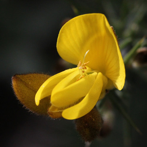 Stechginster / Ulex europaeus