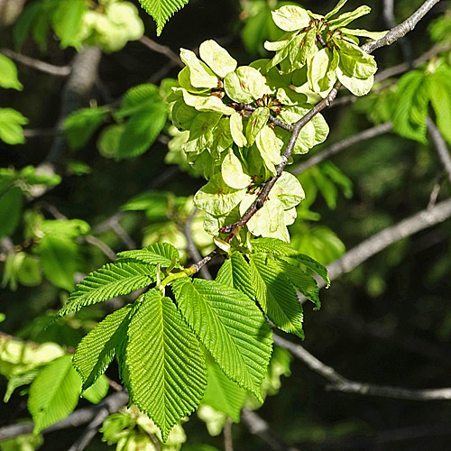 Berg-Ulme / Ulmus glabra