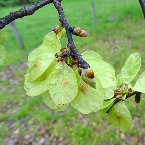 Berg-Ulme / Ulmus glabra