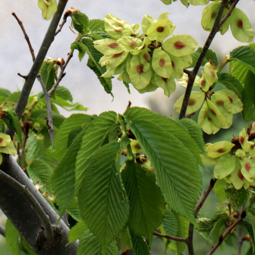 Berg-Ulme / Ulmus glabra