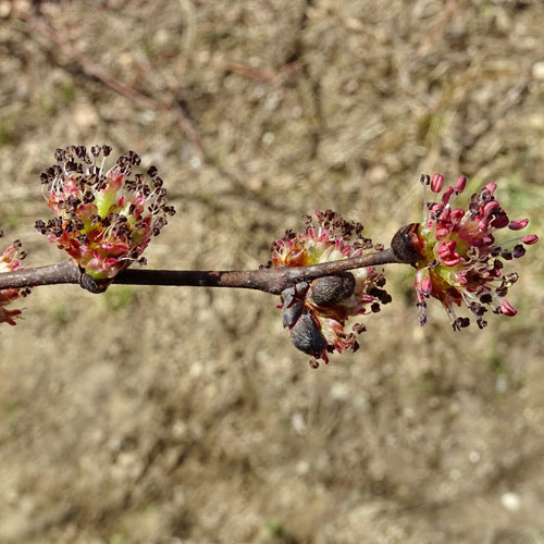 Berg-Ulme / Ulmus glabra