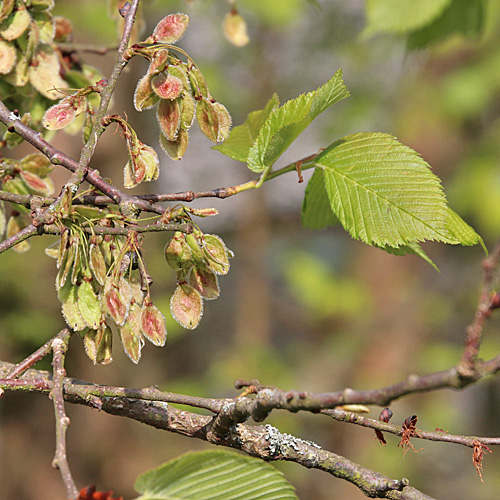 Flatter-Ulme / Ulmus laevis