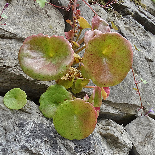 Venusnabel / Umbilicus rupestris