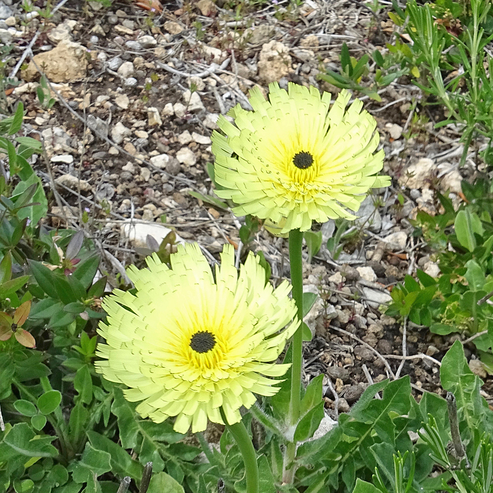 Weichhaariges Schwefelkörbchen / Urospermum dalechampii