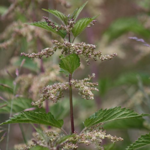 Grosse Brennnessel / Urtica dioica