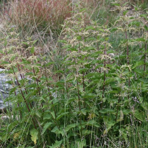 Grosse Brennnessel / Urtica dioica