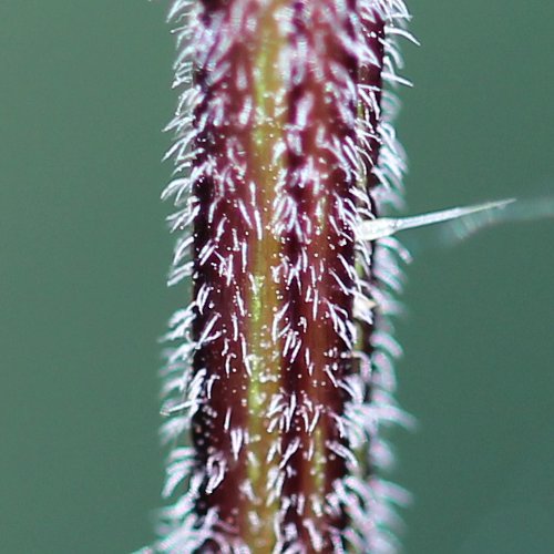 Grosse Brennnessel / Urtica dioica