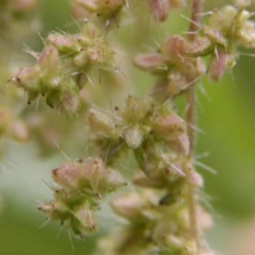 Grosse Brennnessel / Urtica dioica